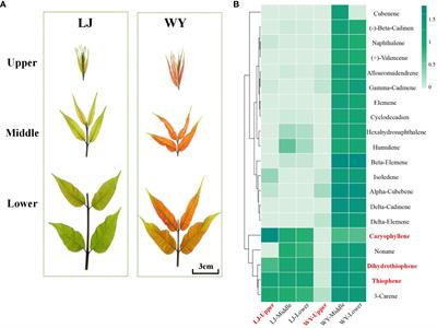 Integrating GC-MS and comparative transcriptome analysis reveals that TsERF66 promotes the biosynthesis of caryophyllene in Toona sinensis tender leaves